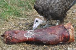 Hamerton Zoo Park