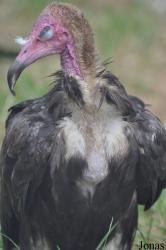 Hamerton Zoo Park