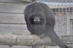 Hamerton Zoo Park