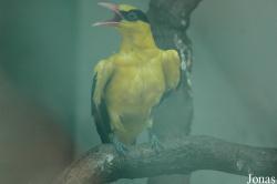 Shanghai Zoo