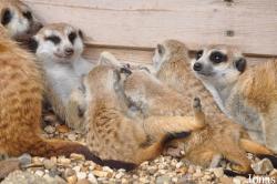 Hamerton Zoo Park