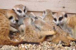 Hamerton Zoo Park