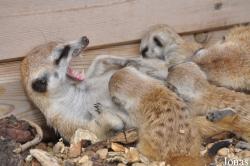 Hamerton Zoo Park