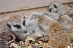 Hamerton Zoo Park