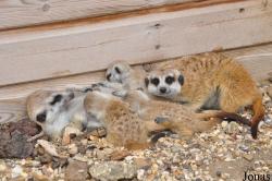 Hamerton Zoo Park