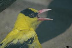 Oriolidae
