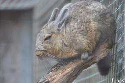 Hamerton Zoo Park