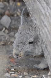 Hamerton Zoo Park