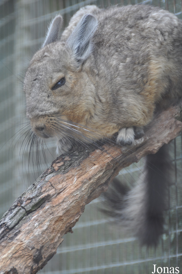 Hamerton Zoo Park