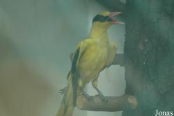 Shanghai Zoo