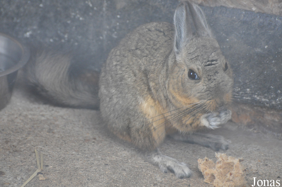 Hamerton Zoo Park