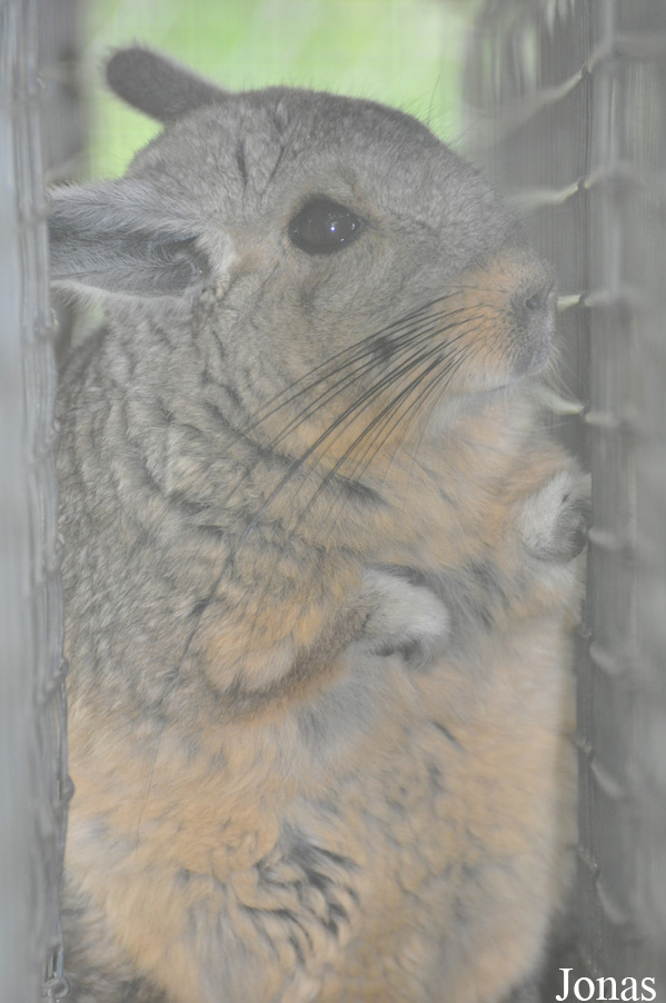 Hamerton Zoo Park