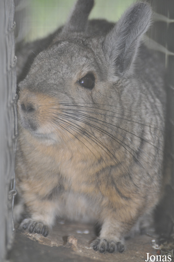 Hamerton Zoo Park