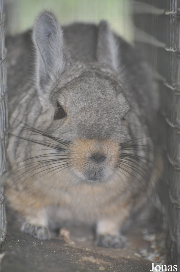 Hamerton Zoo Park