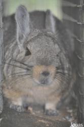 Hamerton Zoo Park
