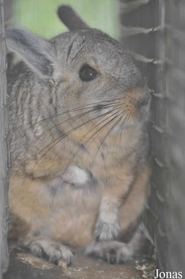 Hamerton Zoo Park