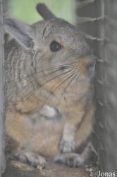 Hamerton Zoo Park