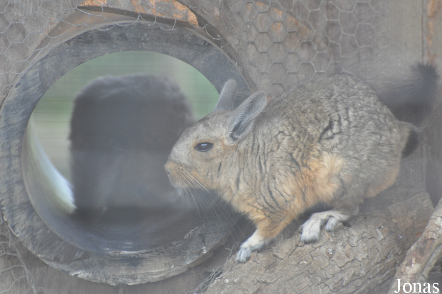 Hamerton Zoo Park