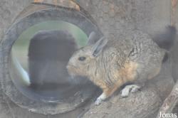 Hamerton Zoo Park