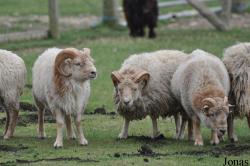 Hamerton Zoo Park
