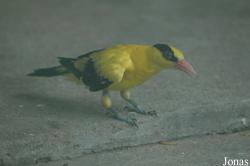 Shanghai Zoo
