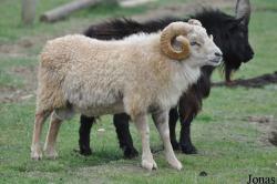 Hamerton Zoo Park