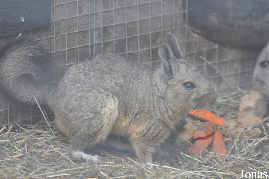 Hamerton Zoo Park