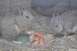 Hamerton Zoo Park