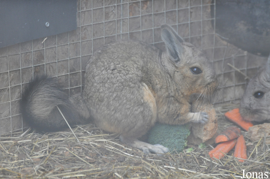 Hamerton Zoo Park