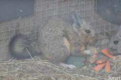 Hamerton Zoo Park