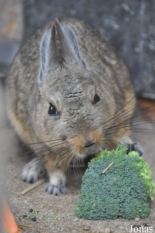Hamerton Zoo Park