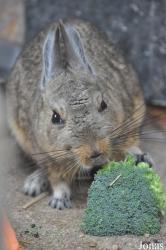 Hamerton Zoo Park