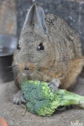 Hamerton Zoo Park