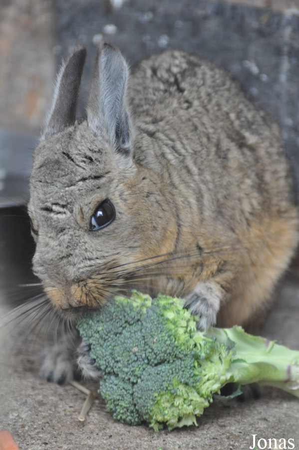 Hamerton Zoo Park