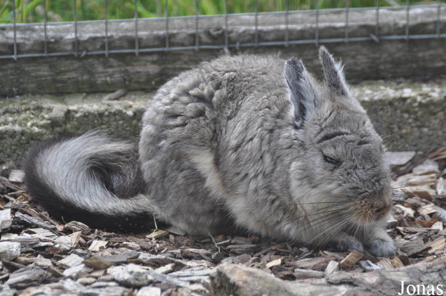 Hamerton Zoo Park