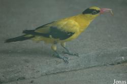 Shanghai Zoo