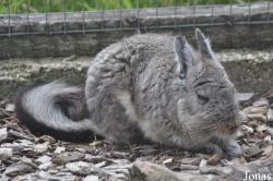 Hamerton Zoo Park