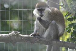 Shepreth Wildlife Park