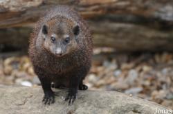 Shepreth Wildlife Park