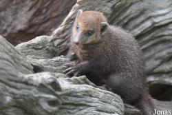 Shepreth Wildlife Park