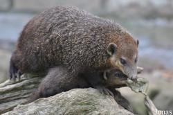 Shepreth Wildlife Park