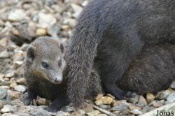 Shepreth Wildlife Park