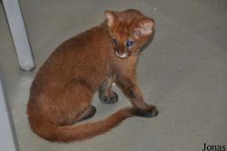 Rare Species Conservation Centre