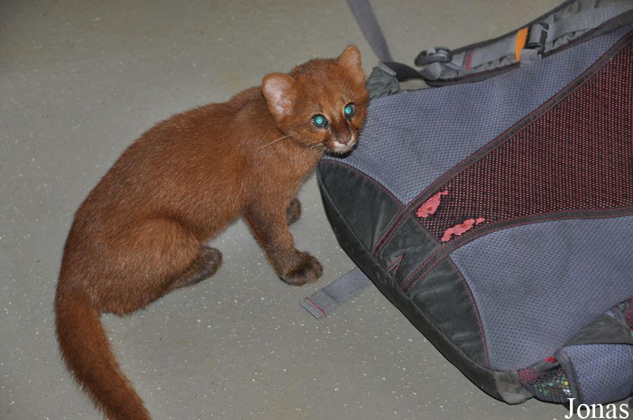 Rare Species Conservation Centre