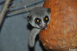 Rare Species Conservation Centre