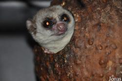 Rare Species Conservation Centre