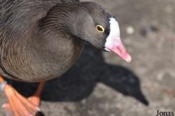 Anser erythropus