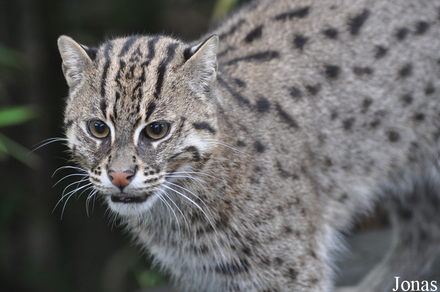 Rare Species Conservation Centre