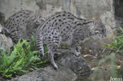 Rare Species Conservation Centre