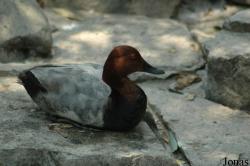Shanghai Zoo